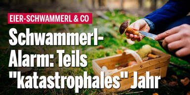 Schwammerl-Alarm: Teils