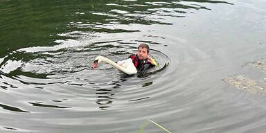 Tierhelfer befreiten Schwan aus Angelschnur
