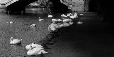 K&ouml;nigliche Schwanenz&auml;hlung in England wird wegen Corona gestrichen