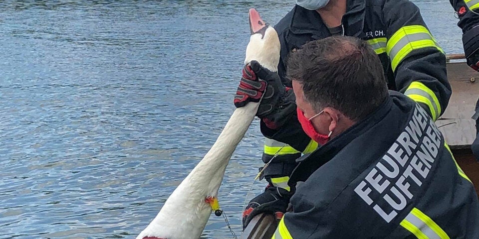 Feuerwehr befreit Schwan von Angelhaken