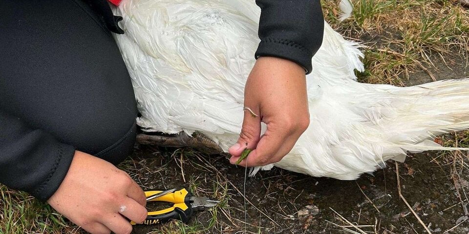 Tierhelfer befreiten Schwan aus Angelschnur