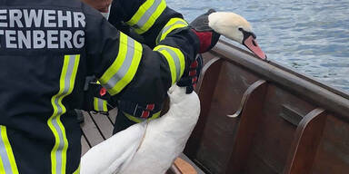 Feuerwehr befreit Schwan von Angelhaken