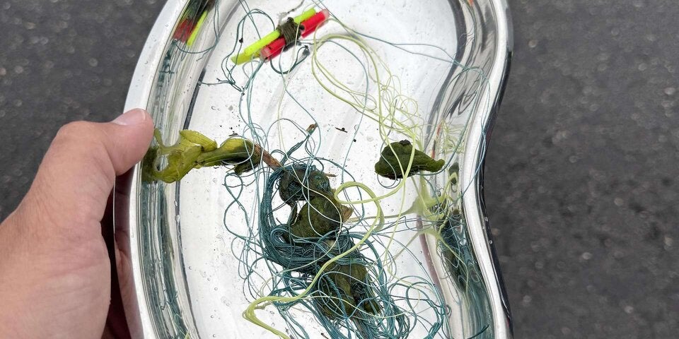 Tierhelfer befreiten Schwan aus Angelschnur