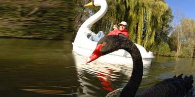 Berühmter Trauerschwan Petra verzweifelt gesucht