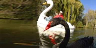 Berühmter Trauerschwan Petra verzweifelt gesucht