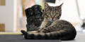 Kater tot: Polizei jagt Tierhasser