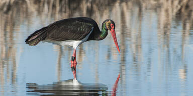 Storch-Sterben im Live-Stream l&ouml;st Shitstorm aus