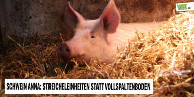 schwein anna 1.PNG