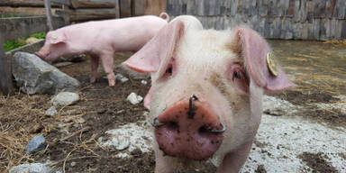 Grausame Tierqu&auml;lerei: Erneut Schweinen L&ouml;cher in R&uuml;ssel gebohrt