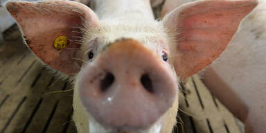 Schwein