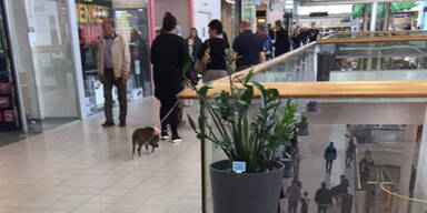 Hier spaziert ein Schwein durch Wien