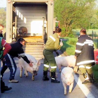 Steirische Feuerwehr auf Schweinejagd
