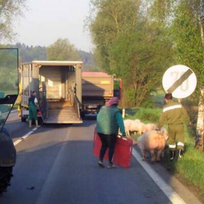 Steirische Feuerwehr auf Schweinejagd