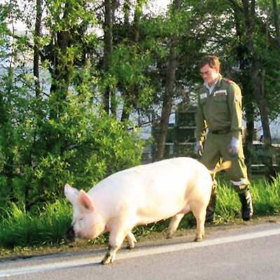 Steirische Feuerwehr auf Schweinejagd