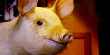 Dioxin im Schweinefleisch kam von Maschinenöl