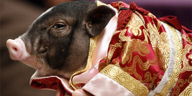 schwein