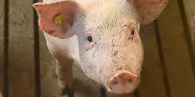 Schwein auf Vollspaltenboden.