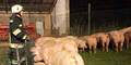 Feuerwehr rettet zahlreiche Schweine