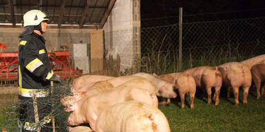 Feuerwehr rettet zahlreiche Schweine