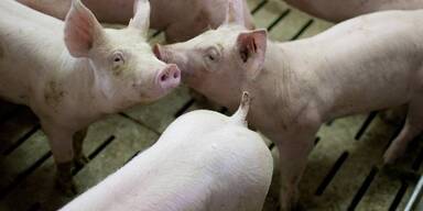 Vollspalteböden sind verboten.