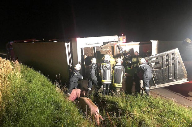 Viehtransporter kippt um - 40 Schweine tot
