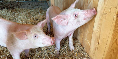 Schwein gehabt: "Mickey" und "Jackie" gerettet