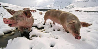 So verrückt war der Sommer