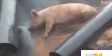 Horrorbilder: Schweine lebendig begraben