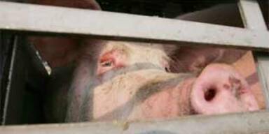 schweinetransport