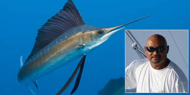 Schwertfisch spie&szlig;t Fischer auf - tot