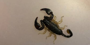 Skorpion reiste aus Italien mit