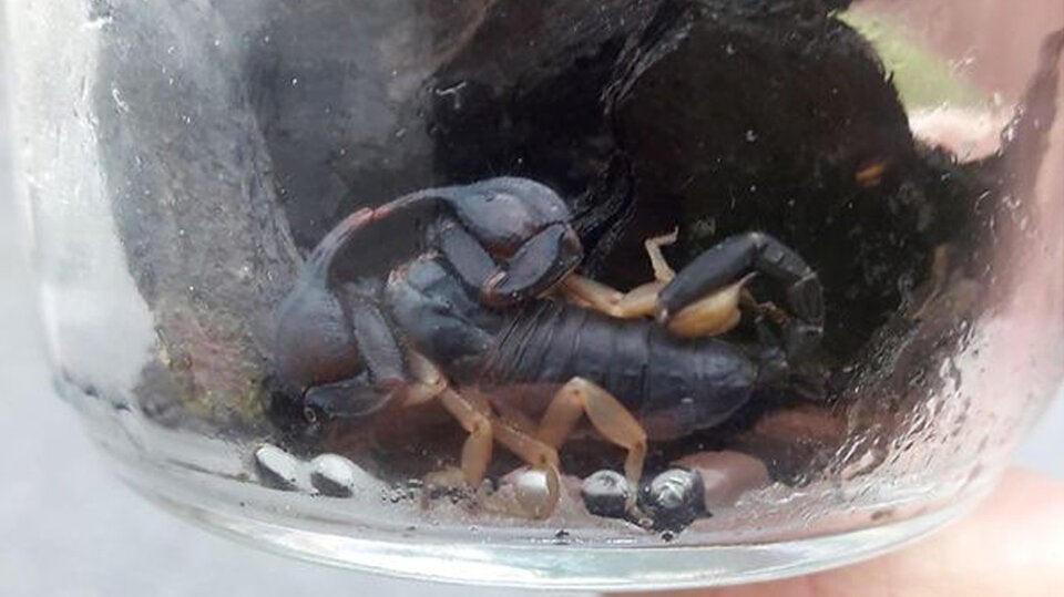 Skorpion reiste aus Italien mit