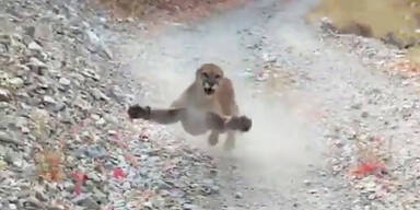 Puma verfolgt 26-j&auml;hrigen Wanderer