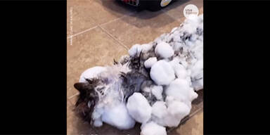 Zu Eisblock gefrorene Katze gerettet