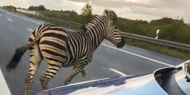 Zebra Pumba