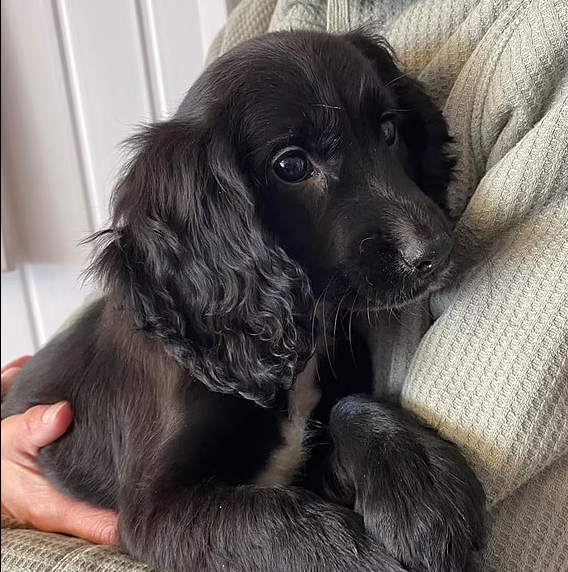 Hund mit sechs Beinen