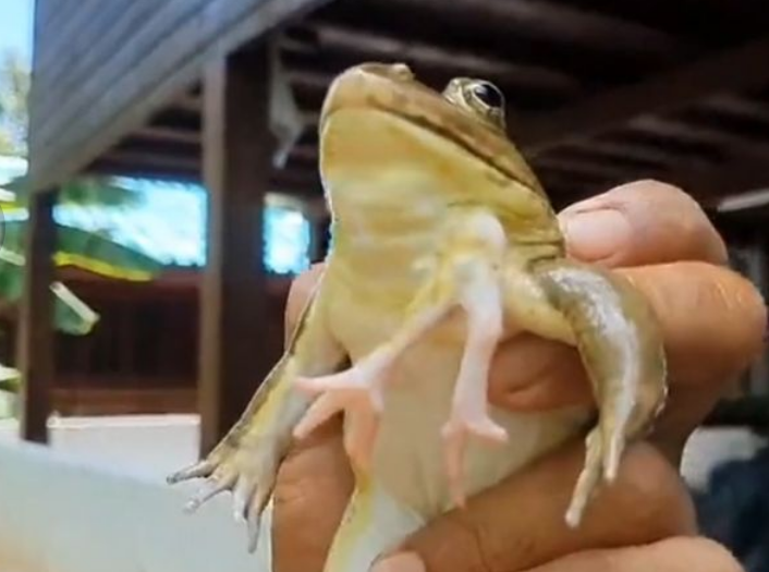 Sechsbeiniger Frosch