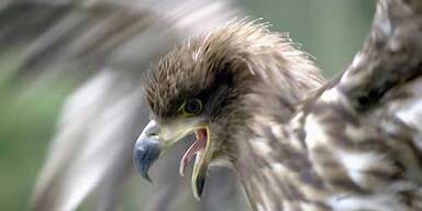 seeadler