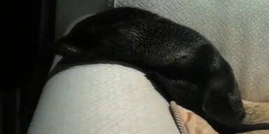 Lucky Seebärenbaby