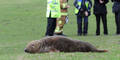 Seehund strandet auf Wiese