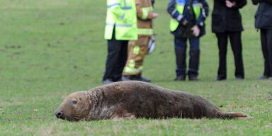 Seehund strandet auf Wiese