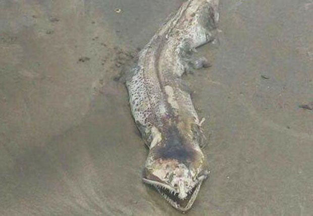 Mysteriöses Seemonster lässt das Netz rätseln