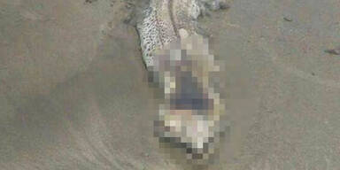 Mysteri&ouml;ses Seemonster l&auml;sst das Netz r&auml;tseln