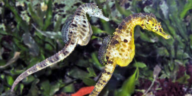 Riesen-Seepferdchen in Wien zu sehen