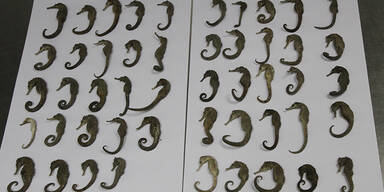 Grausamer Fund: 49 getrocknete Seepferdchen in Wien beschlagnahmt