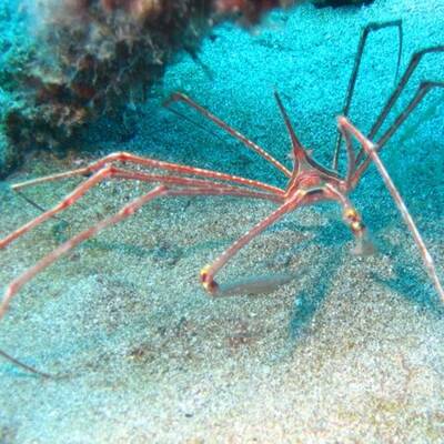 Diese Asseln krabbeln am Meeresboden