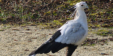 "Sekretär" ist wieder im Zoo Schmiding
