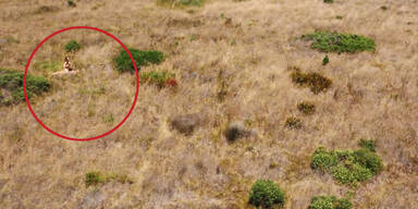 Drohnen filmen Exhibitionisten beim Sex