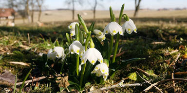 Schneegl&ouml;ckchen ausgegraben: Salzburger droht Strafe