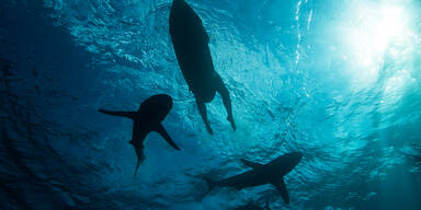 Surfer stirbt nach Hai-Attacke vor Ostk&uuml;ste Australiens